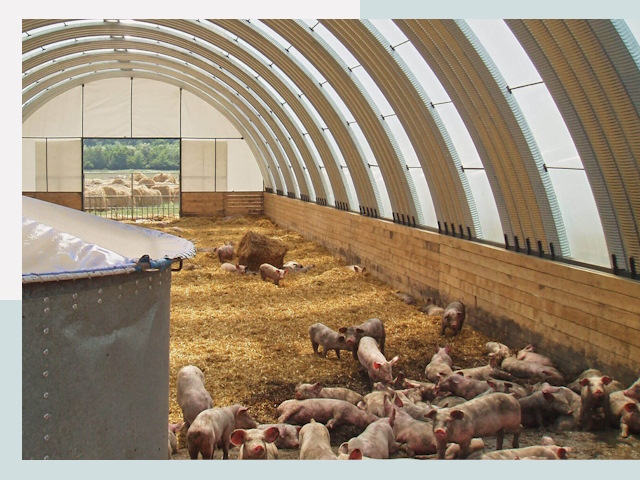 Строительство свинарников в Северске